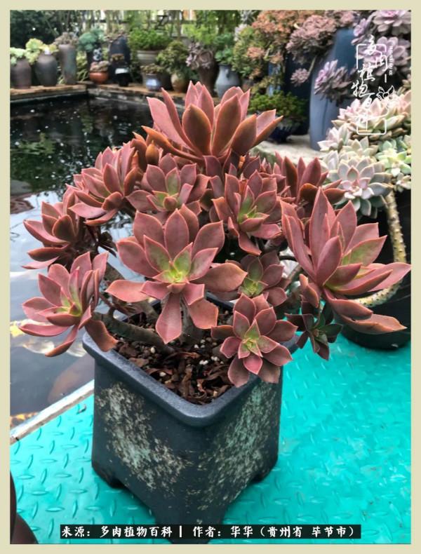 我的造園之夢：鮮花、多肉、錦鯉，這才是樓頂花園該有的樣子