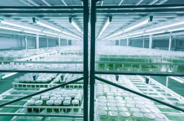 科學家復活3萬年前的種子，開的花已不同，復活種子有何意義？