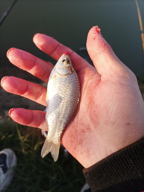 5米寬的河溝頻率逐漸加快，魚口竟然如此暴躁