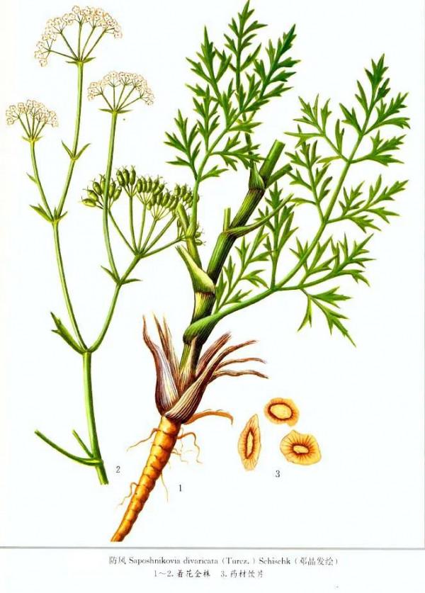 可以增強人體免疫力的中藥方子——玉屏風散 可以增強人體免疫力的中藥方子——玉屏風散