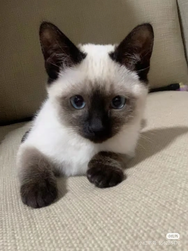 “下輩子,我再也不養暹羅貓了!” “下輩子,我再也不養暹羅貓了!”