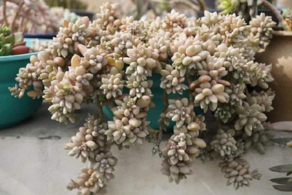 100種常見多肉圖鑑，比花還美，你認識幾種？