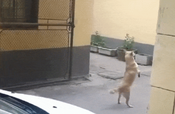 回家看到狗子蹲在門口,以為它想我,是我自作多情了 回家看到狗子蹲在門口,以為它想我,是我自作多情了