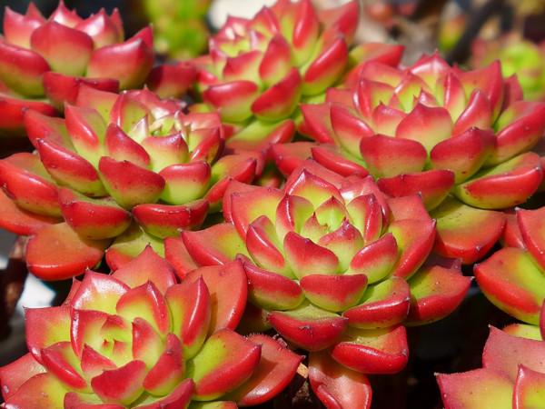 多肉植物如何正確施肥？說說我的看法