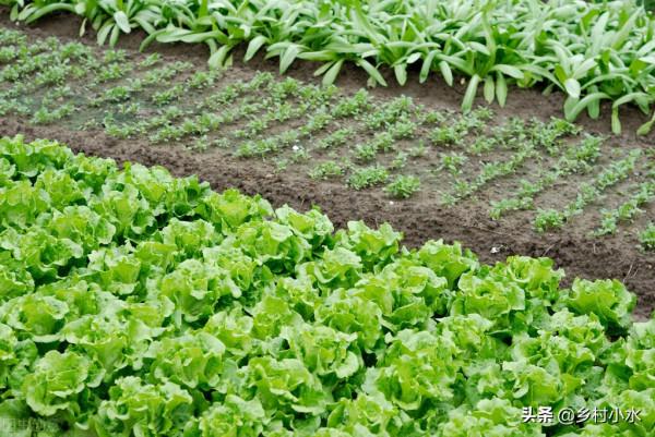 蔬菜招蟲只知道噴農藥？這4種農家老辦法，效果比藥強