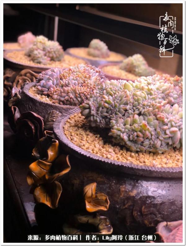 多肉是一個人的狂歡，小城多肉花壇準備出道啦