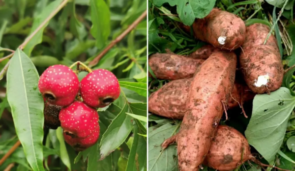 靈山秀水,漫山紅葉......一到深秋,這個被人遺忘的世外桃源又美成仙! 靈山秀水,漫山紅葉......一到深秋,這個被人遺忘的世外桃源又美成仙!