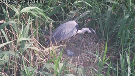 美麗的遇見細數那些“被偏愛”的大鳥