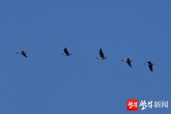 首批豆雁飛抵赤山湖國家溼地公園越冬