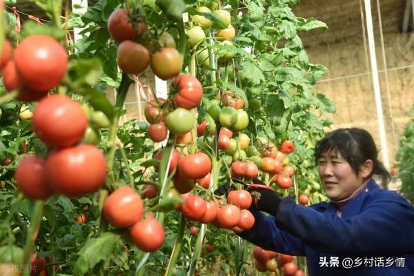 西紅柿、茄子等蔬菜枯萎死棵？試試這幾個方法，效果真就不錯