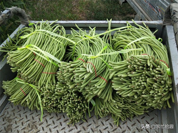 “南菜北運”緩解供應,價格卻漲6倍,12元一斤直追菠菜,太瘋狂 “南菜北運”緩解供應,價格卻漲6倍,12元一斤直追菠菜,太瘋狂