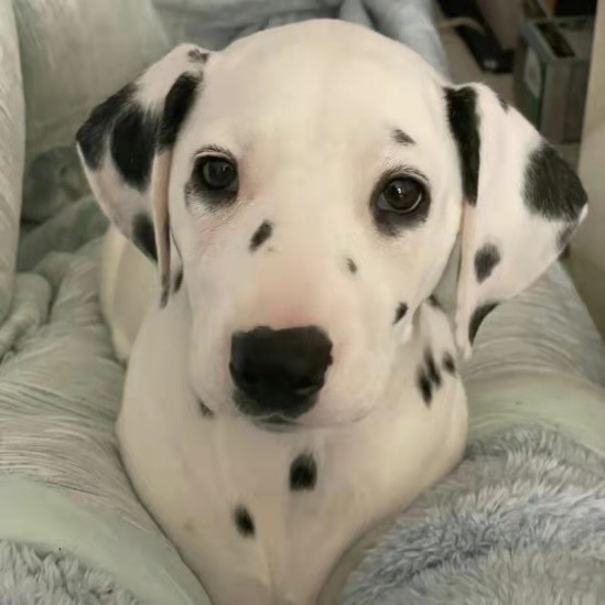 狗狗界的“拽哥”,被公認為最優雅的斑點狗,怎麼那麼少人飼養? 狗狗界的“拽哥”,被公認為最優雅的斑點狗,怎麼那麼少人飼養?