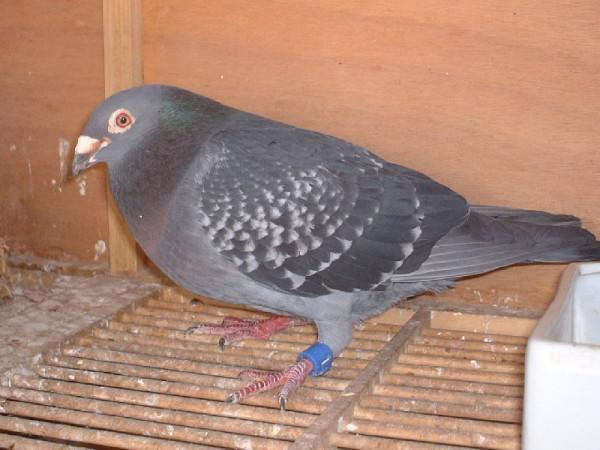 信鴿足環問題必須要重視