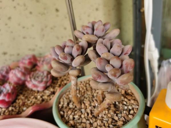 感謝遇見——在彼此的生命裡丰姿綻放