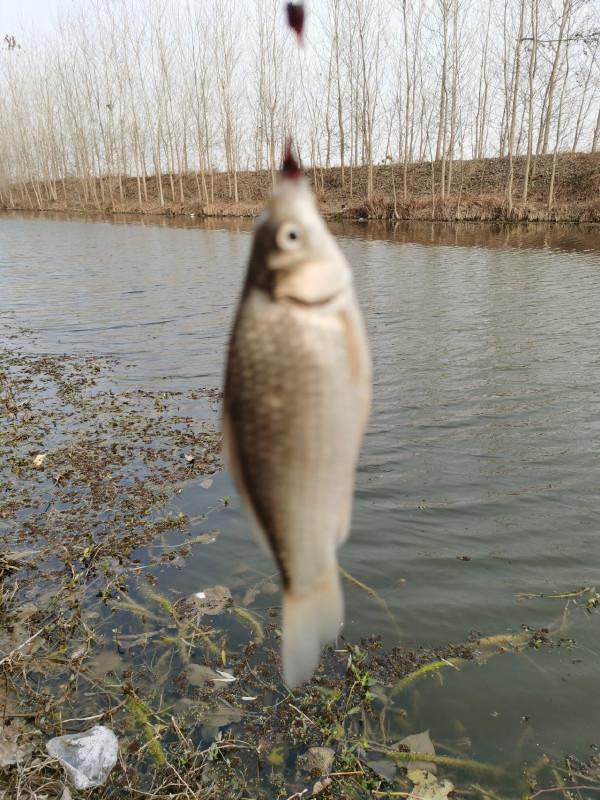 回顧近期垂釣經歷,總結經驗以利再戰 回顧近期垂釣經歷,總結經驗以利再戰