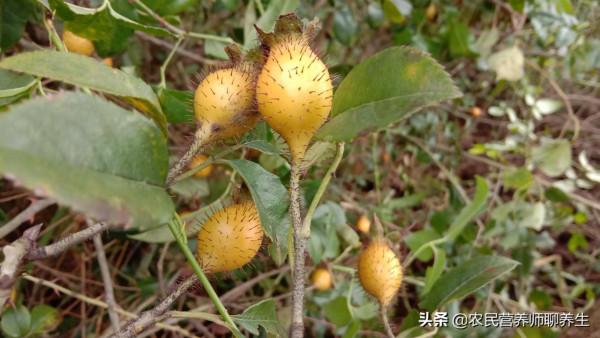 別再用金櫻子泡酒啦!用它煮雞蛋,男女同補解煩惱 別再用金櫻子泡酒啦!用它煮雞蛋,男女同補解煩惱