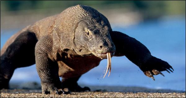 全球僅剩3000頭?處於食物鏈頂端的巨獸,為何會走到瀕臨的地步? 全球僅剩3000頭?處於食物鏈頂端的巨獸,為何會走到瀕臨的地步?