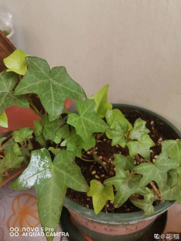 6種花特耐陰，光照不好也能養好，適合北陽臺