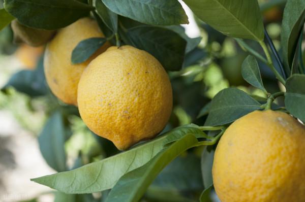 家裡養這8種“香香花”，芳香又殺菌，越養越健康