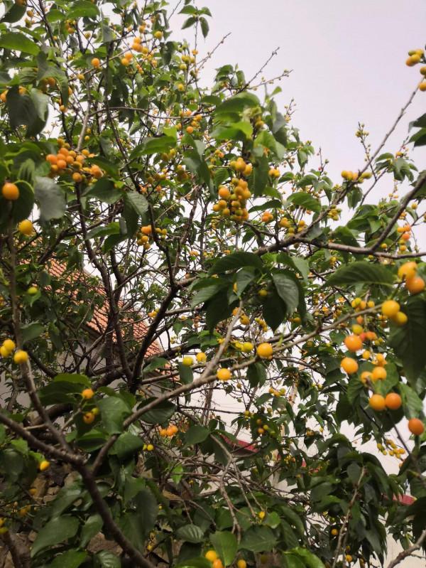 浣溪沙 又春醒(原創)