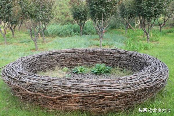 快去看看！大興新晉網紅打卡地，美爆了！