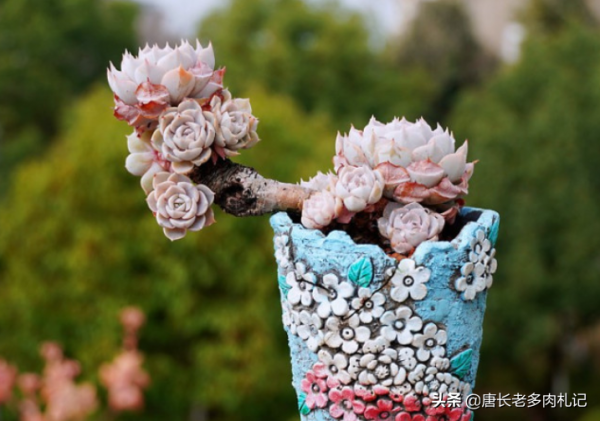 據說養多肉也有等級之分,一共6個等級,來看你達到哪個等級了? 據說養多肉也有等級之分,一共6個等級,來看你達到哪個等級了?