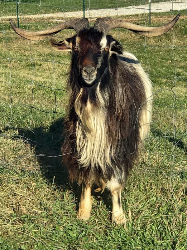 一種產自紐西蘭的山羊,它們也是世界上最稀有的山羊品種之一 一種產自紐西蘭的山羊,它們也是世界上最稀有的山羊品種之一