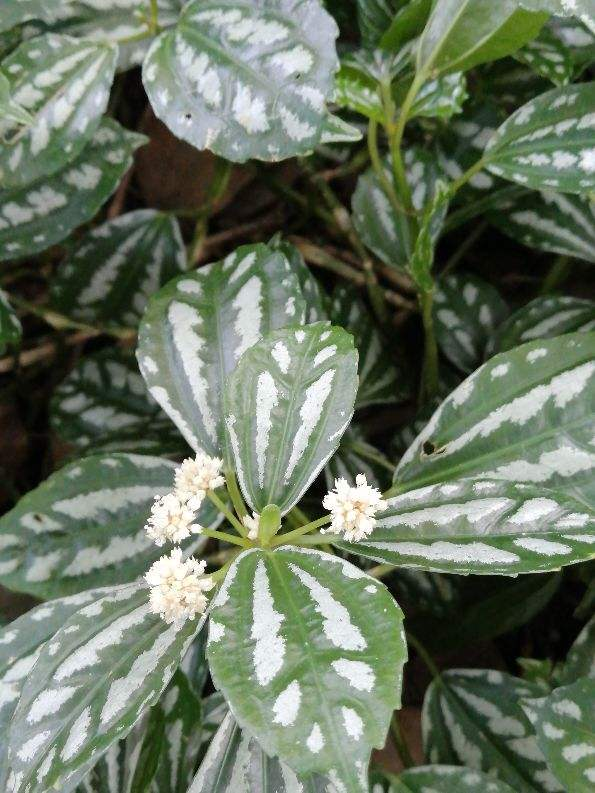 10塊錢一盆的冷水花，葉子精美得像一幅畫，不愧是網紅植物