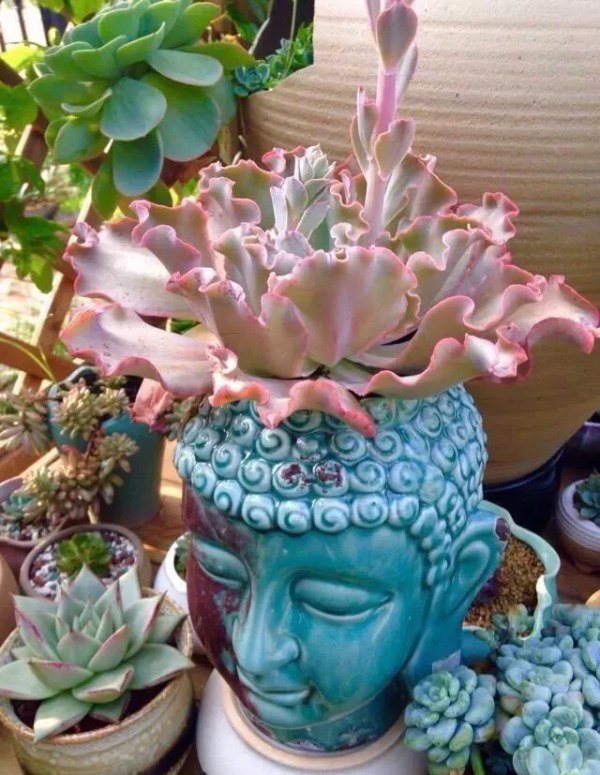 4年時間，靠一腔熱誠打造多肉花園