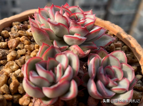 養多肉的都是些什麼人？這7類人最多，來看看其中有沒有包括你？