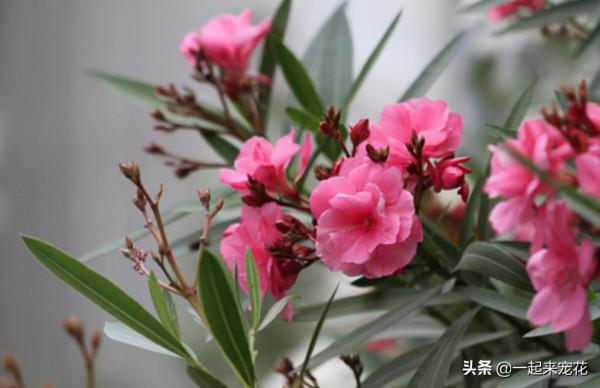 3種漂亮花，高雅大氣毒性強，再喜歡也別養在室內，趕緊搬出去