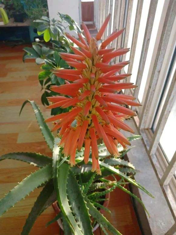 9種富貴花,長成老樁也要用“小盆”養,不然爛根又黃葉,難養好 9種富貴花,長成老樁也要用“小盆”養,不然爛根又黃葉,難養好