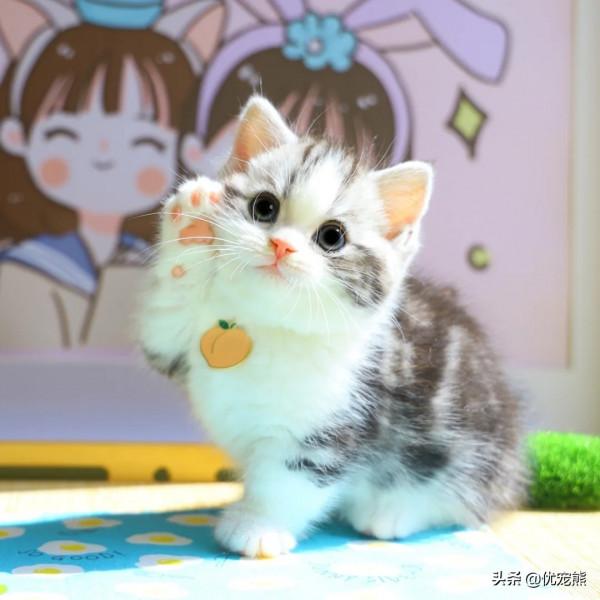 「優寵熊」貓咪之最，看你知道幾個