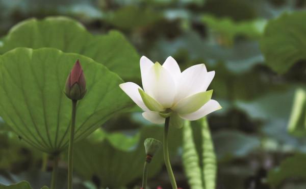 這一生，你能享受的福氣，早有註定