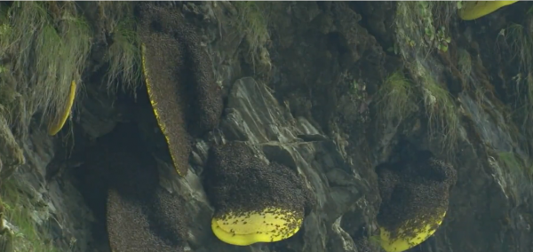 這就是尼泊爾採蜜人：懸在100米高空，被遮天蔽日的蜜蜂爬滿衣服
