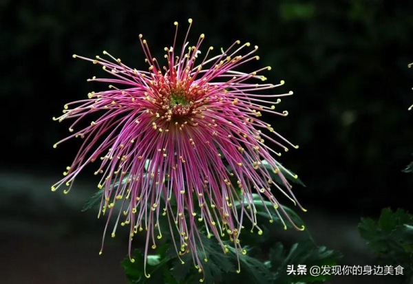 傲霜菊花奪人眼