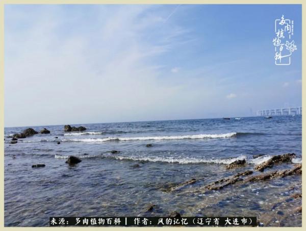 大千世界，與多肉共享