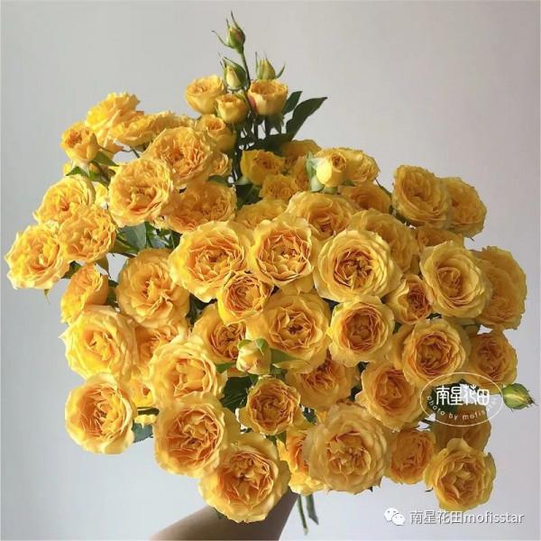 夢幻芭比多頭玫瑰 · 快樂的漣漪 夢幻芭比多頭玫瑰 · 快樂的漣漪