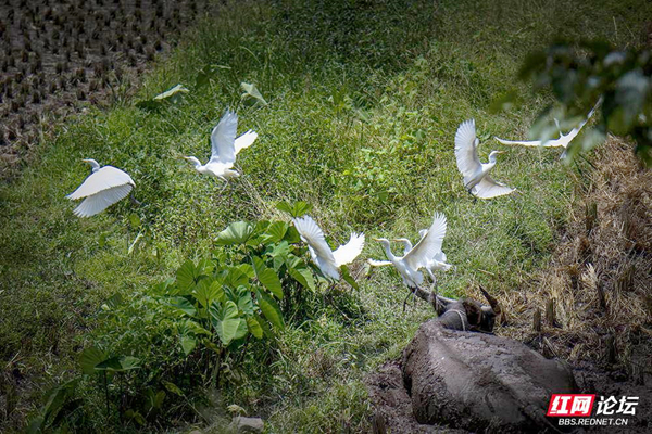 牛背上的白鷺，傾聽動物間的交流