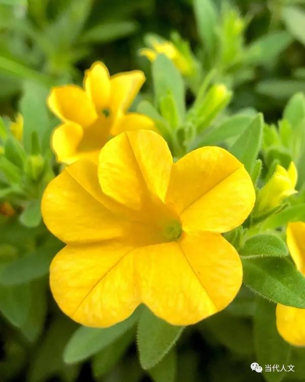 七絕：昨日黃花