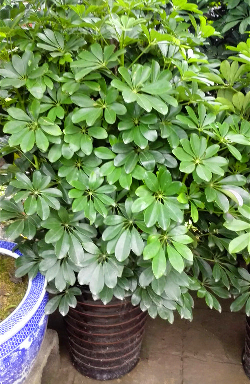 家養鴨腳木，學會一招，越養越多越養越旺，淨化空氣又美觀