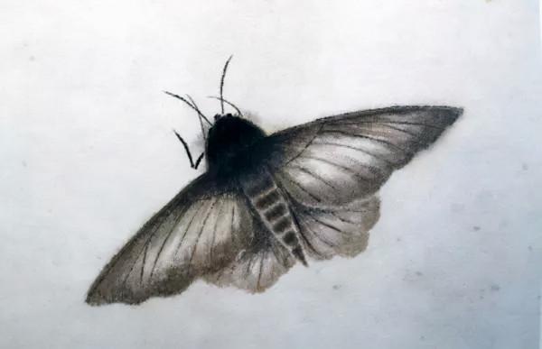 齊白石筆下的飛蟲,精細之極 齊白石筆下的飛蟲,精細之極