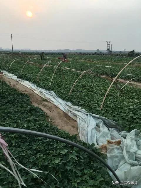 脫毒紅薯秧苗是如何培育的,說說其中的奧秘 脫毒紅薯秧苗是如何培育的,說說其中的奧秘