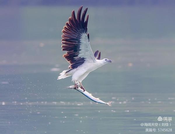 鳥類空中的戰鬥機&mdash;&mdash;白腹海雕