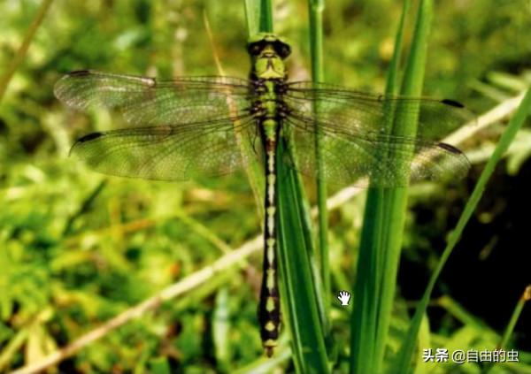 蜻蜓目之暗色蛇紋春蜓