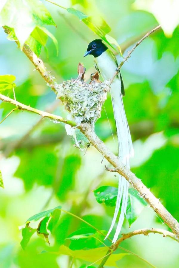一支清新美麗的，壽帶鳥，尾巴長長，仙氣飄飄，美得像仙女
