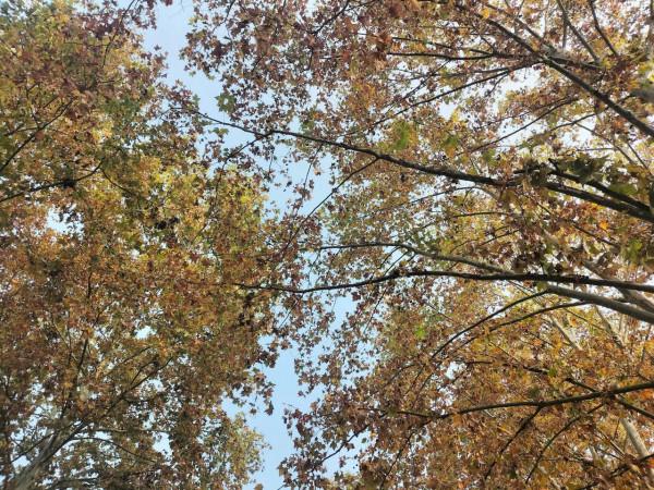 推動地攤經濟復甦，提升社會“煙火氣”迴歸，綻放基層經濟活力