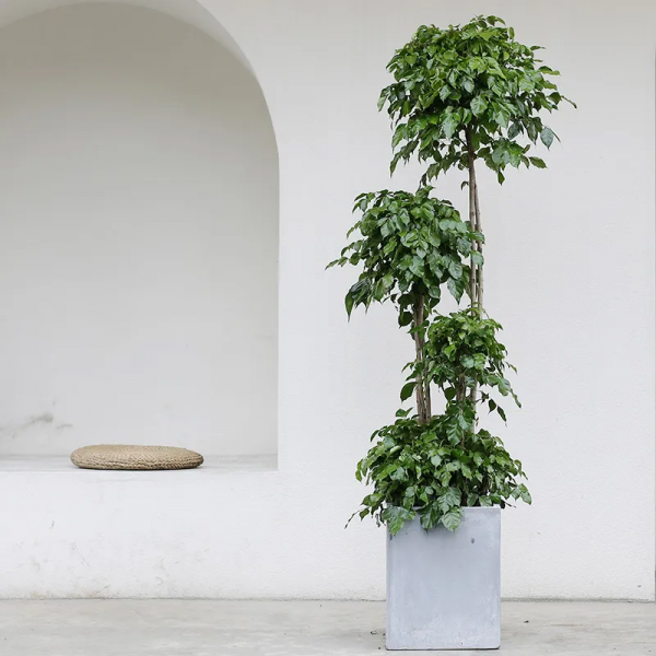 2021年最流行的客廳花卉植物，看看哪種最適合你家