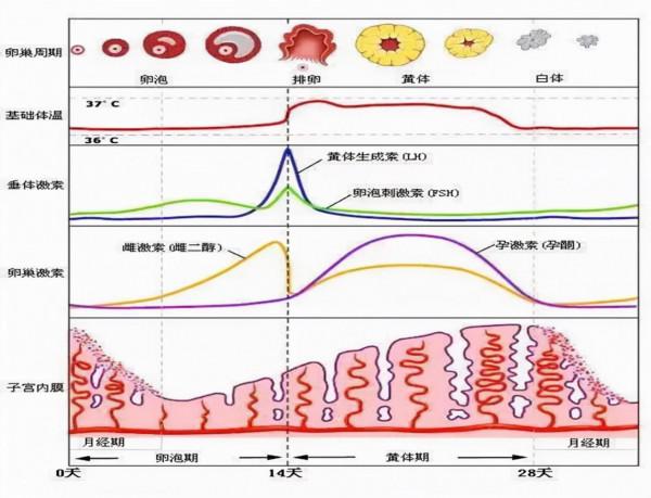 激素六項檢查報告怎麼看? 激素六項檢查報告怎麼看?