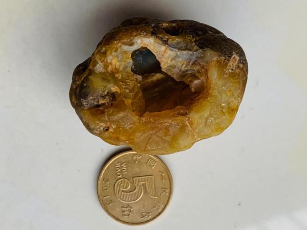 瑪瑙貝類古生物化石